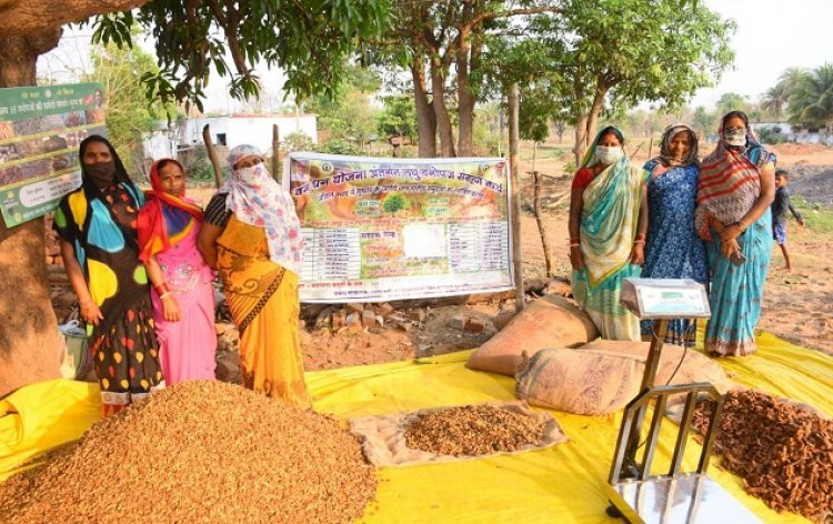 आर्थिक उन्नति का मार्ग- छत्तीसगढ़ में समर्थन मूल्य पर हो रही 65 लघु वनोपजों की खरीदी