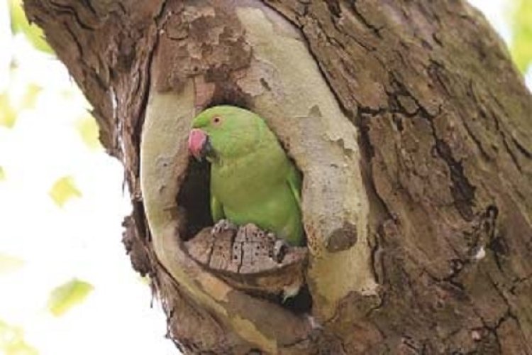 नैेतिकता का पाठ- धर्मात्मा तोता.. दुख के साथी को अंत तक नहीं छोड़ा..