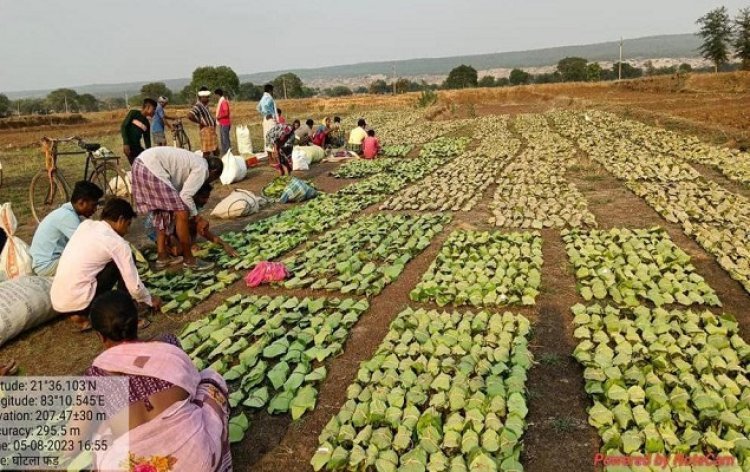 16.72 लाख बोरे का लक्ष्य, तीन चौथाई तेंदूपत्ता का संग्रहण