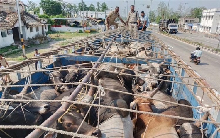 कार्रवाई : गौ-तस्करी करते पुलिस ने 3 आरोपियों को पकड़ा, ट्रक व मवेशियों को किया जप्त