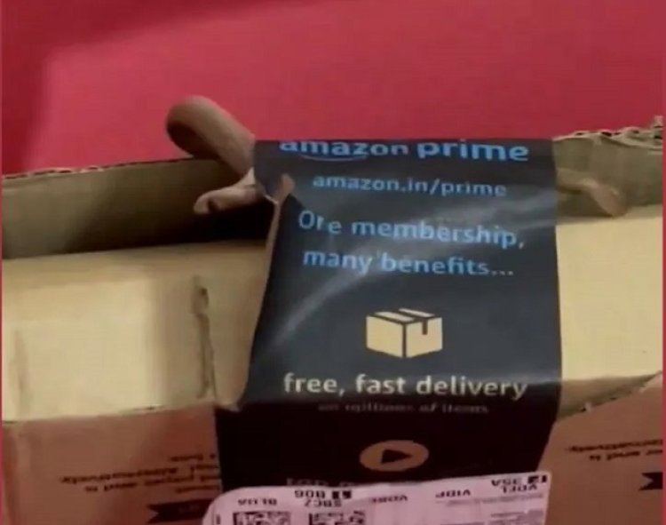 ऑर्डर करने वाले सावधान! Amazon के पार्सल से निकला कोबरा सांप..