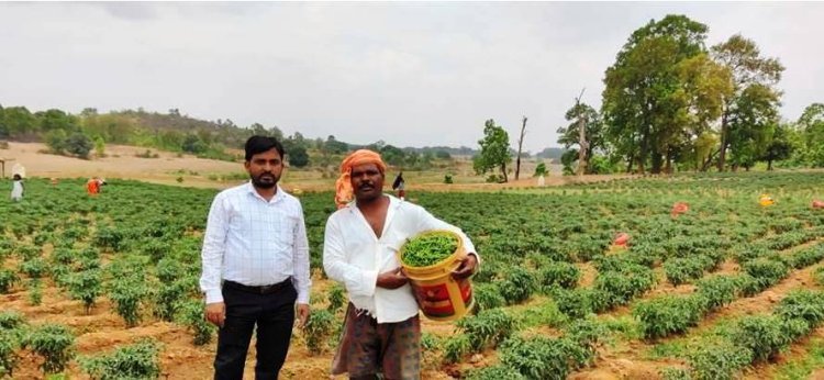 मिर्च की बम्पर पैदावार से आय में हुई बढ़ोत्तरी..