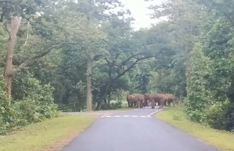 हाथियों का आतंक: जंगल में 20 हाथियों का दिखा झुण्ड, गावं में दहशत का माहौल..