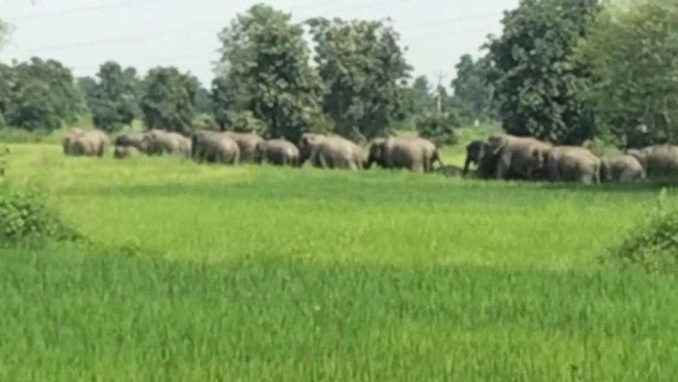 कटघोरा वनमण्डल में दिखा, 40 हाथियों का झुंड, ग्रामीणों में दहशत