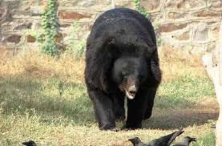 भालू  (Bear )ने ग्रामीण पर हमलाकर किया घायल, मचा हडकंप