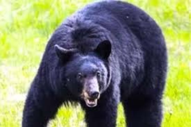 न्यायालय परिसर में घुसा भालू (Bear), वनकर्मी को किया घायल