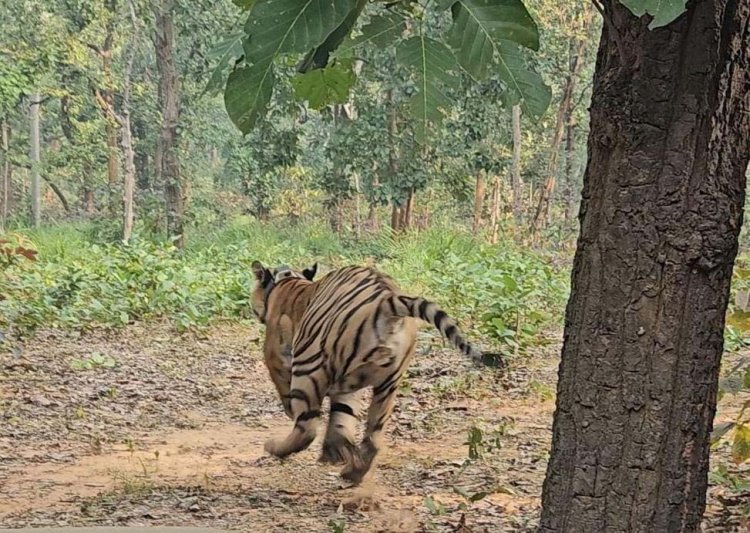 Tamor Pingla Tiger Reserve में गूंजेगी रेस्क्यू किए गए बाघ की दहाड़..