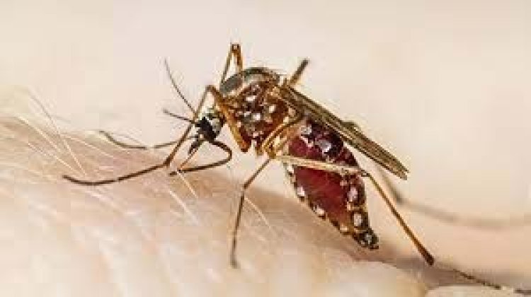 Dengue : डेंगू का कहर, दो लोगों की मौत, अब तक 9 हजार से ज्यादा मामले..